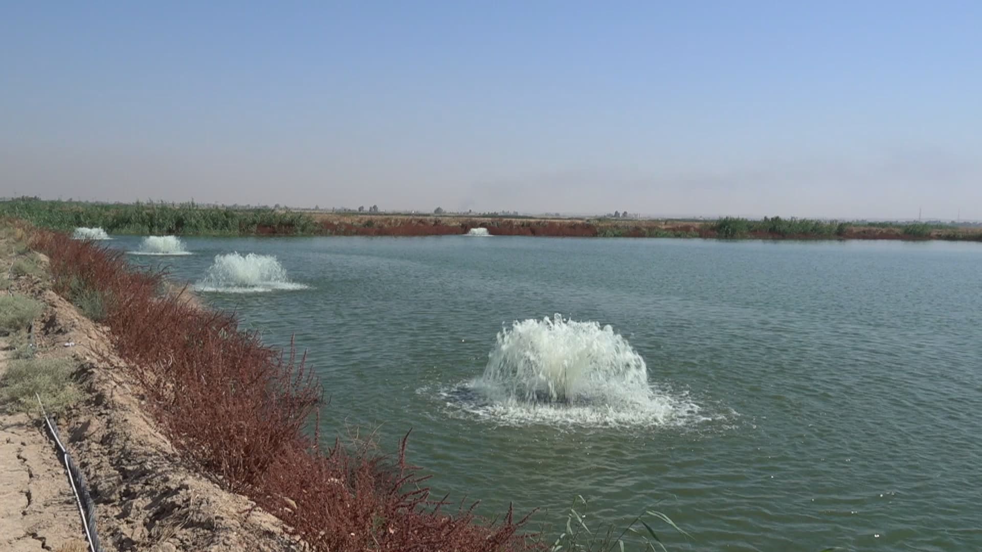 رێگە نادرێت ماسیی داقووق رەوانەی بازاڕەکان بکرێت
