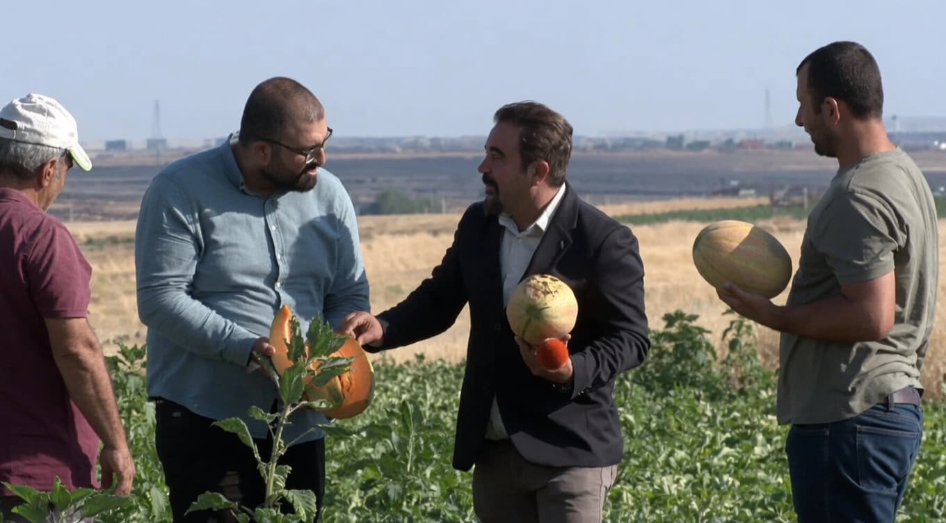 Diyarbakır’da yıllar sonra yeniden yetiştirildi: ‘On dilimli’ kavun Avrupa'ya ihraç ediliyor