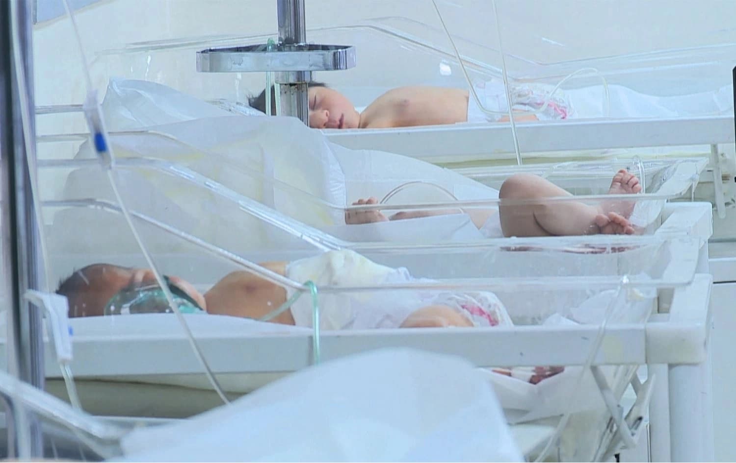 منداڵی مەلۆتکە کە پێشوەختە بە نەشتەرگەری لەدایکبوون و لەنێو شووشەدان. وێنە: رووداو