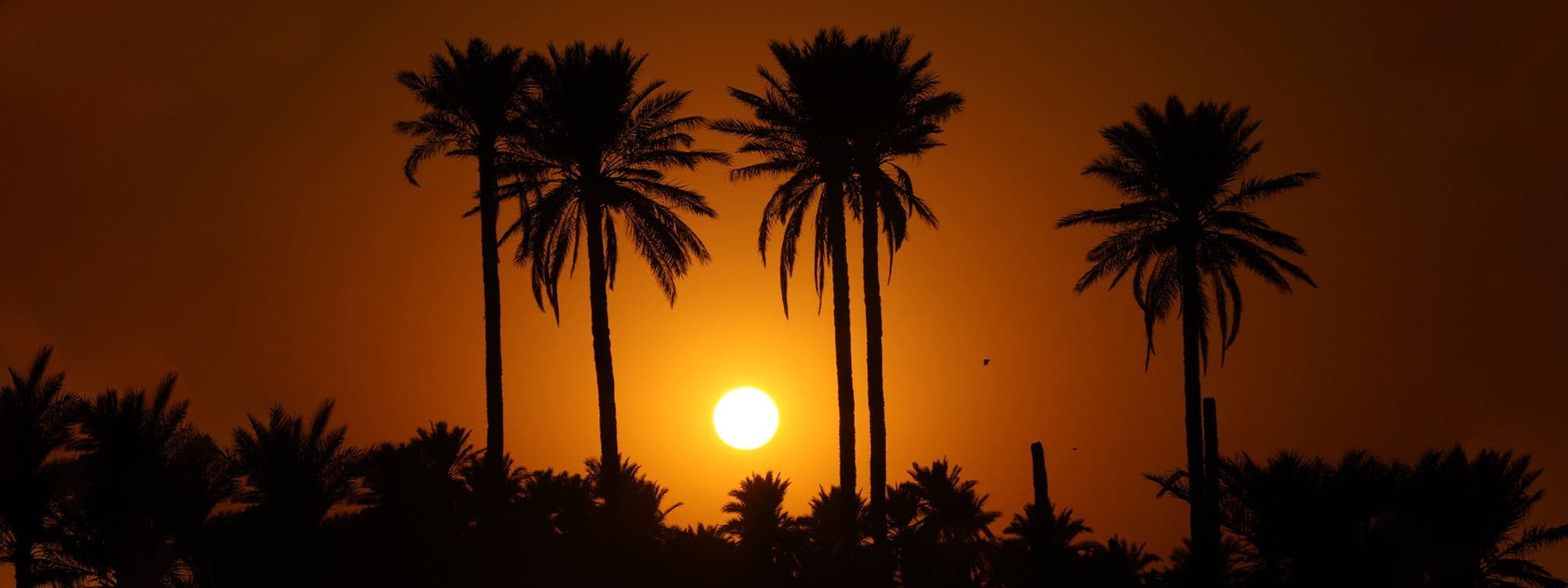 بالصور.. نخيل خانقين "مدينة البساتين" يواجه خطر الزوال